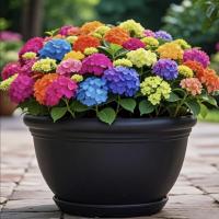 绣球花种籽子适合室外播种四季开花卉多年生盆栽庭院种植混色花籽
