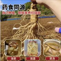 长白山人参种子野山林白参东北正宗苗根四季种植阳台庭院易活盆栽