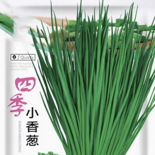 香葱头种子盆栽阳台四季小葱种红葱头蔬菜种孑籽家庭种植火葱头苗