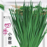 香葱头种子盆栽阳台四季小葱种红葱头蔬菜种孑籽家庭种植火葱头苗