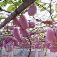 野生八月瓜种子特色紫果八月瓜树庭院爬藤植物食用八月炸种籽水果