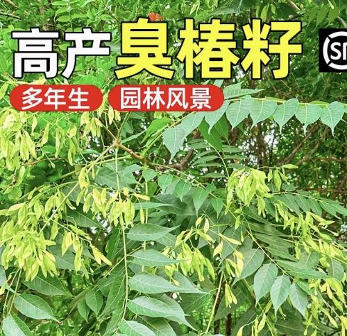 臭椿种子护坡固土多年生草籽人工造林荒山生态修复耐贫瘠灌木种子