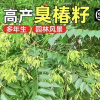 臭椿种子护坡固土多年生草籽人工造林荒山生态修复耐贫瘠灌木种子