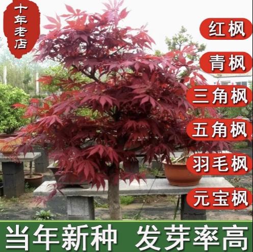 美国红枫种子行道树林木观赏三五角枫元宝枫羽毛枫日本红枫树种籽