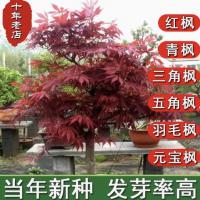 美国红枫种子行道树林木观赏三五角枫元宝枫羽毛枫日本红枫树种籽