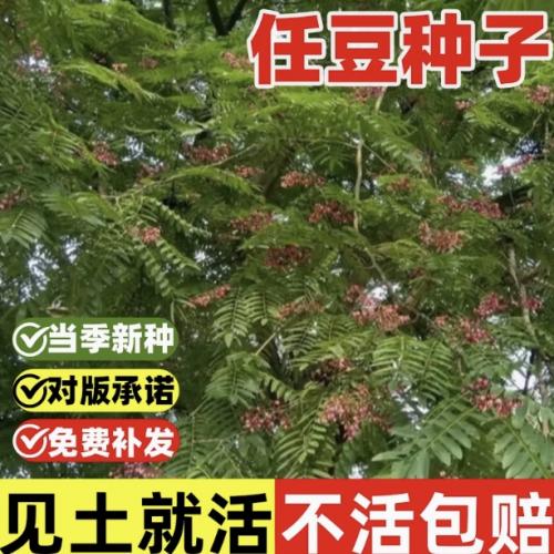 任豆种子翅荚木种子任木种绿化行道树种籽林木树种子四季耐寒耐热