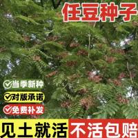 任豆种子翅荚木种子任木种绿化行道树种籽林木树种子四季耐寒耐热