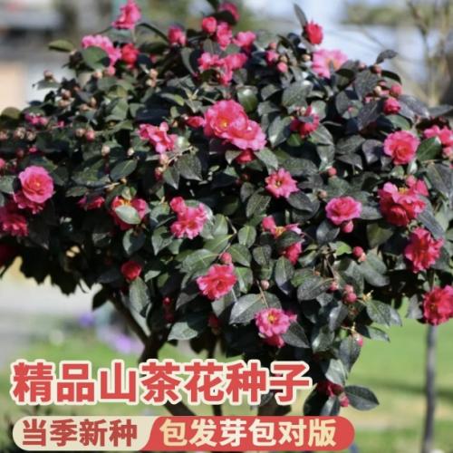 山茶花种籽子花卉种子花木种子林木种子盆栽山茶花树四季易种种籽