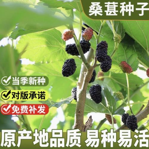 新采林木树种桑葚种子桑葚籽小灌木可食用护坡四季可播