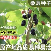 新采林木树种桑葚种子桑葚籽小灌木可食用护坡四季可播