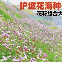 护坡种子野花组合四季开花花籽易活四季室外格桑花波斯菊花籽大全