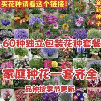 花种子大全合集四季种易活阳台盆栽花卉种籽组合套餐花籽花子