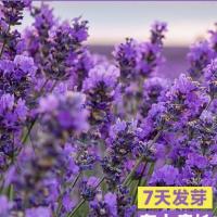 薰衣草花籽盆栽四季开花种子香草花卉驱蚊草花种籽子庭院秋季耐寒