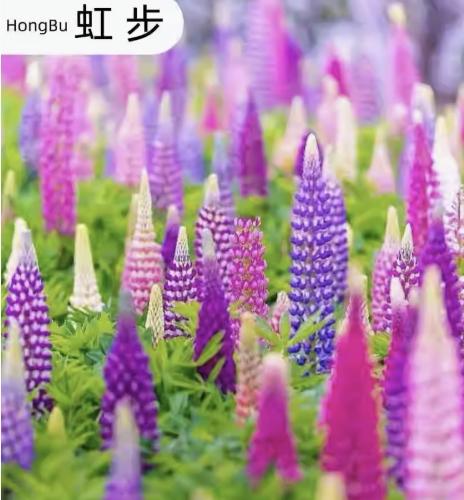 鲁冰花种子四季花开不断耐寒耐热多年生宿根花卉羽扇豆种子易种活
