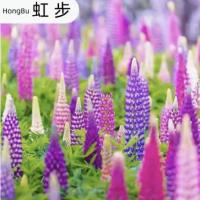 鲁冰花种子四季花开不断耐寒耐热多年生宿根花卉羽扇豆种子易种活
